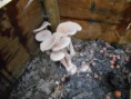 /album/janvier/champignons-jpg/